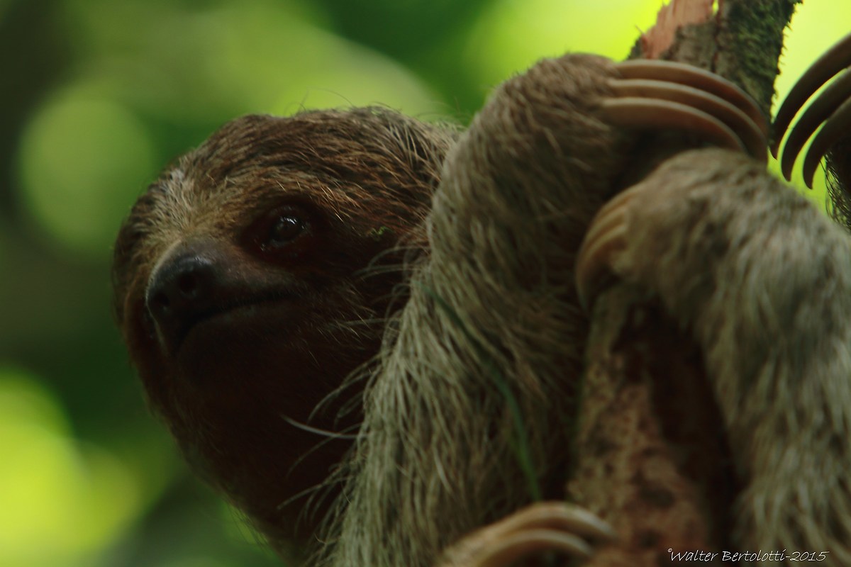 sloth variegated (brown-throated sloth)...