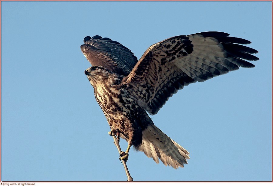 buzzard, canon, ob, 300, mm, + 1.8 park of ticino...