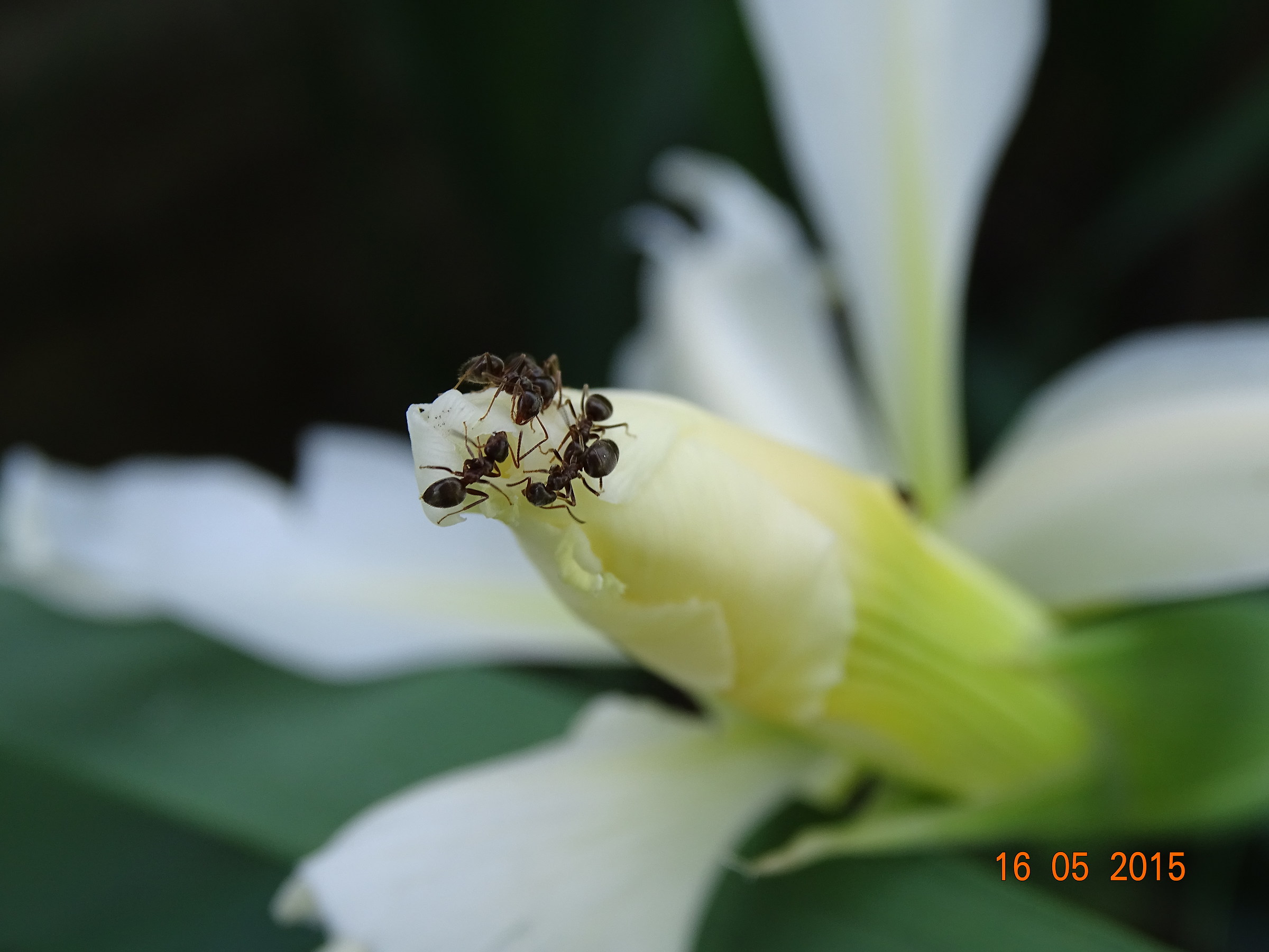 Formiche su iris...