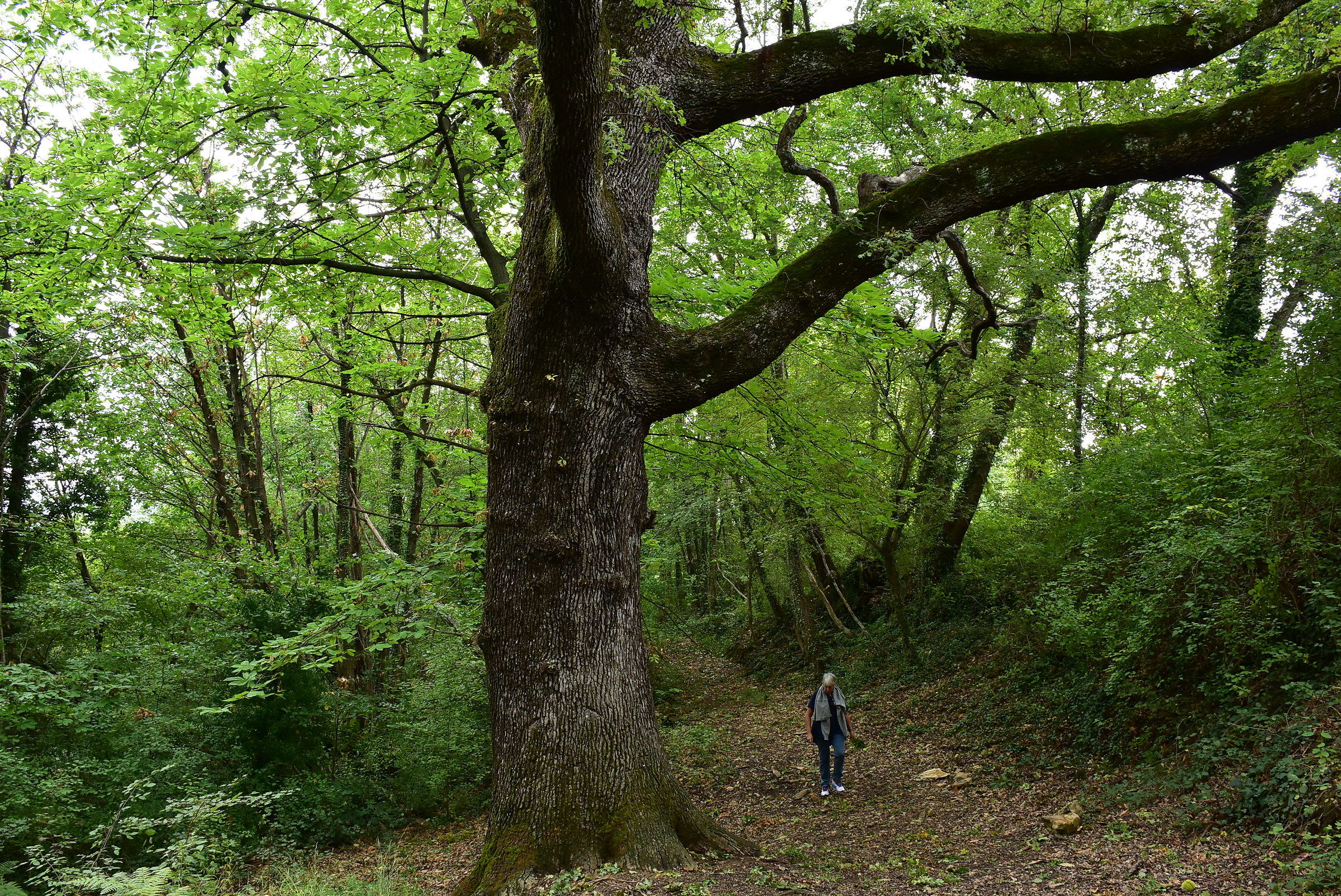 old oak tree in Liguria...