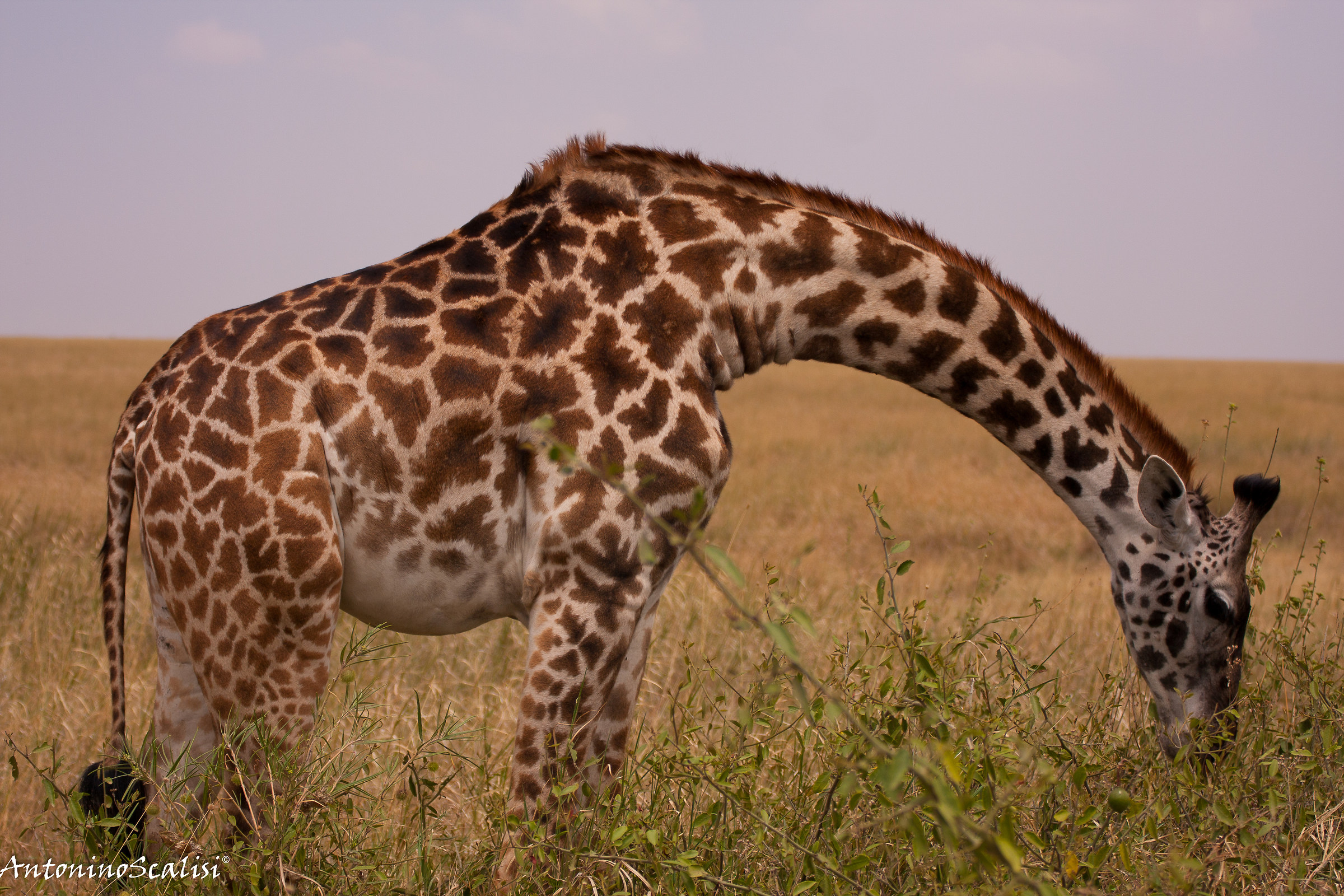beautiful giraffe...