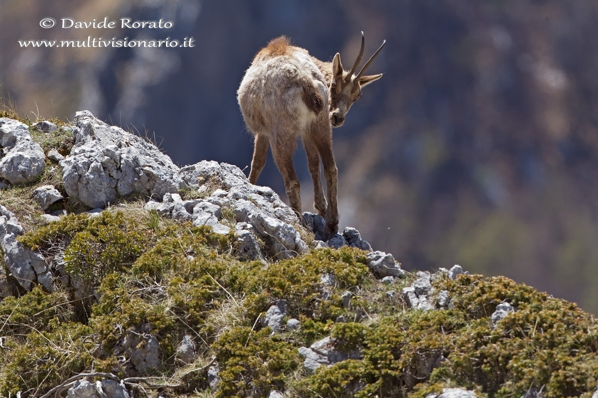 rupicapra rupicapra...
