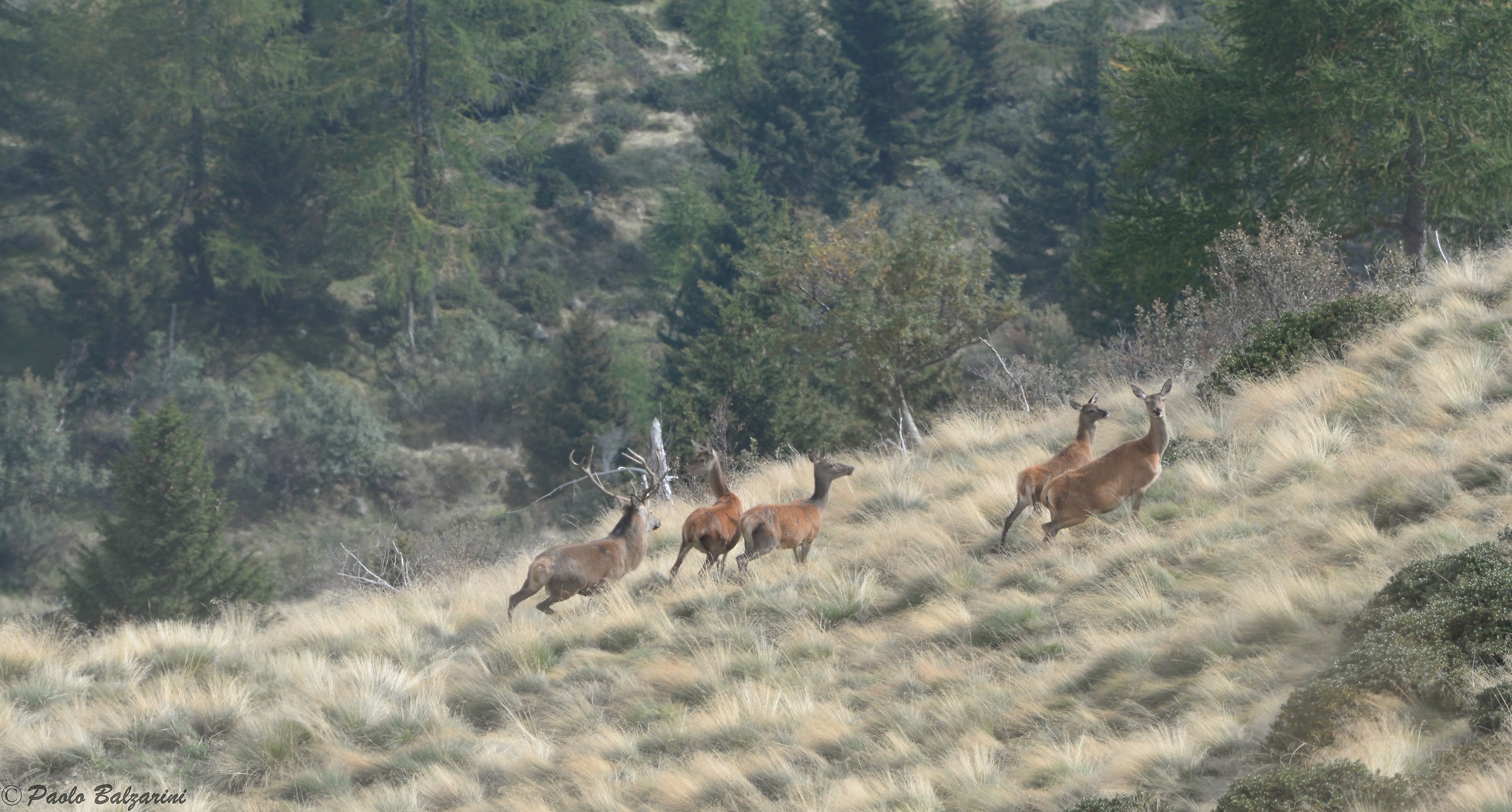 Deer Stelvio National Park...