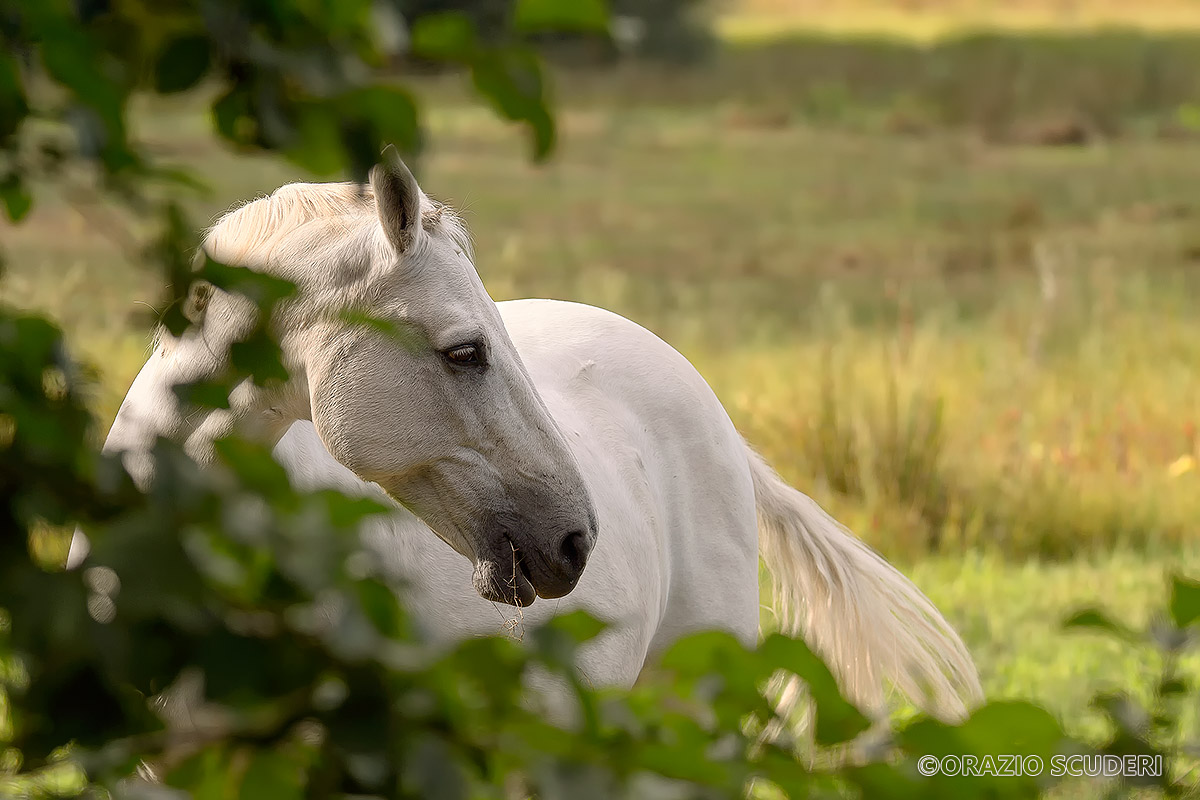White Horse ......