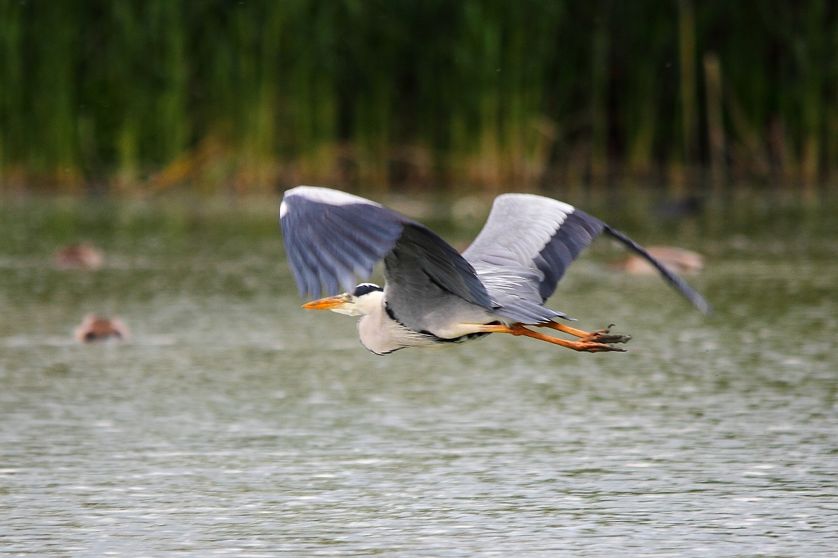 heron in flight...