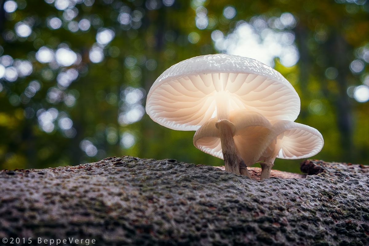 La stagione dei funghi...