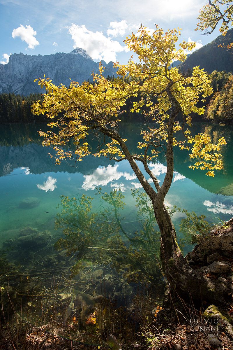 Autumnal tree...