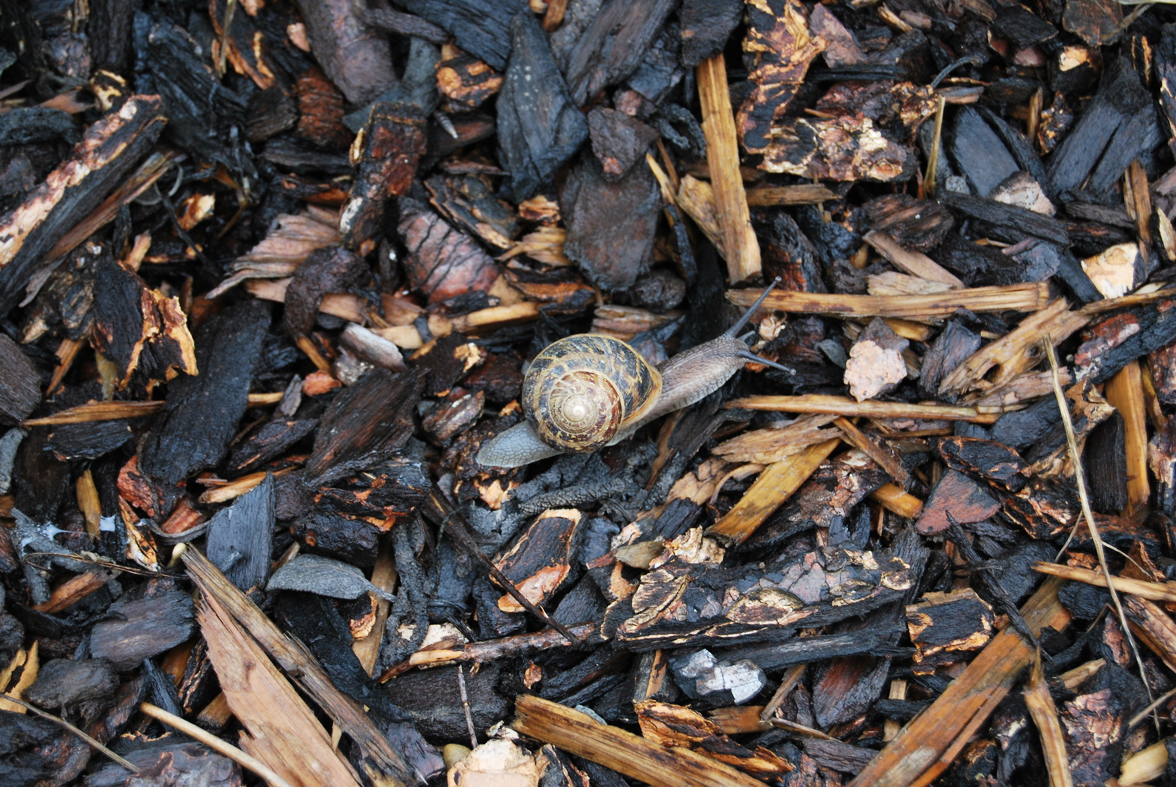 Snail ... camouflage in Burgundy...
