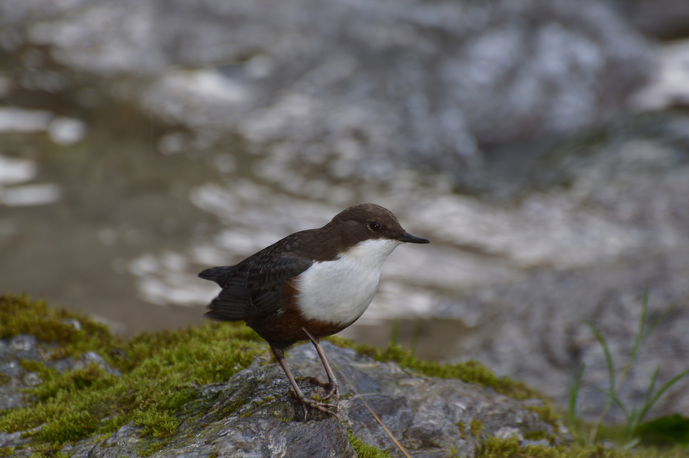 dipper 10/09/2015...