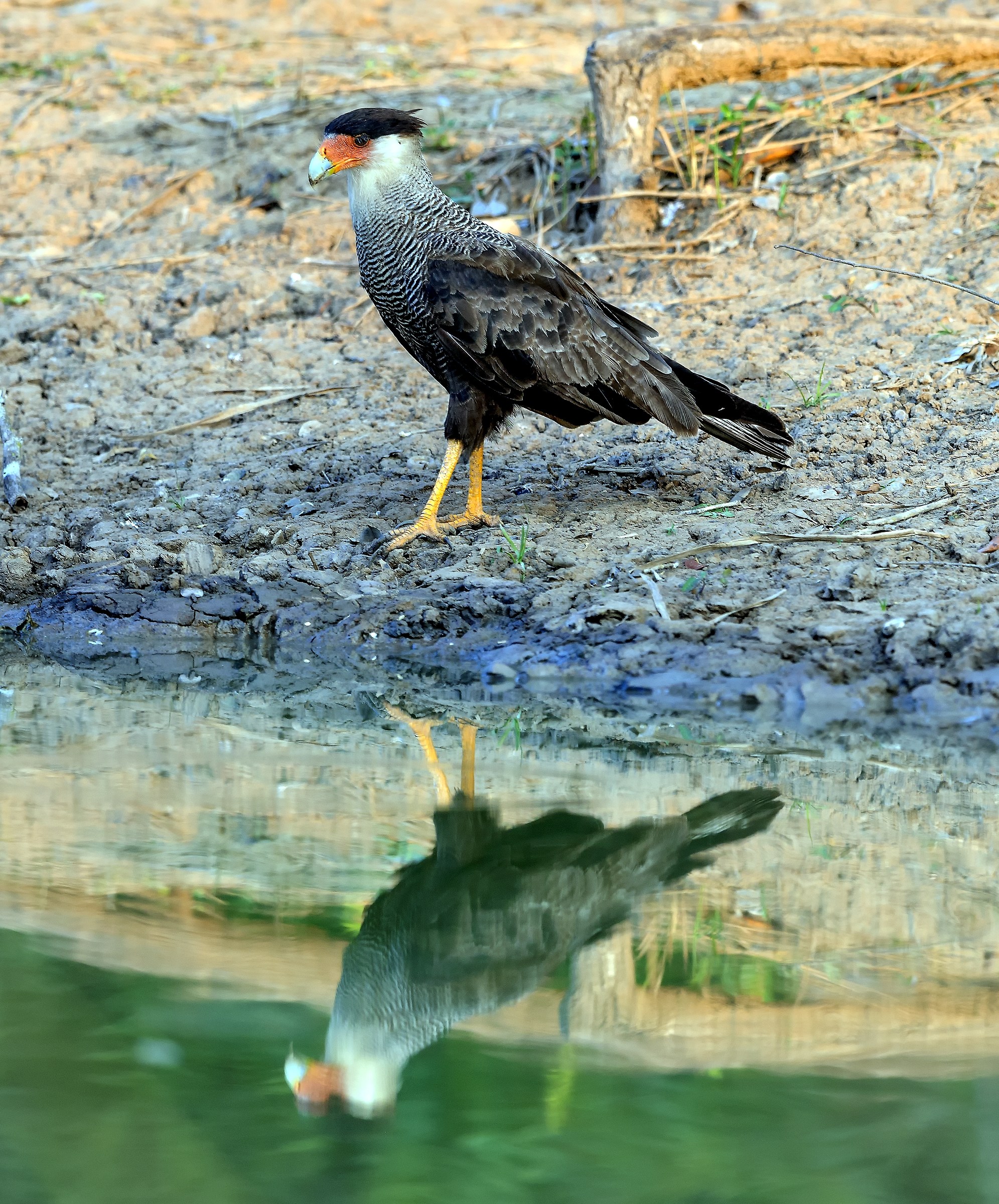 Pantanal 2015 - Kara kara...