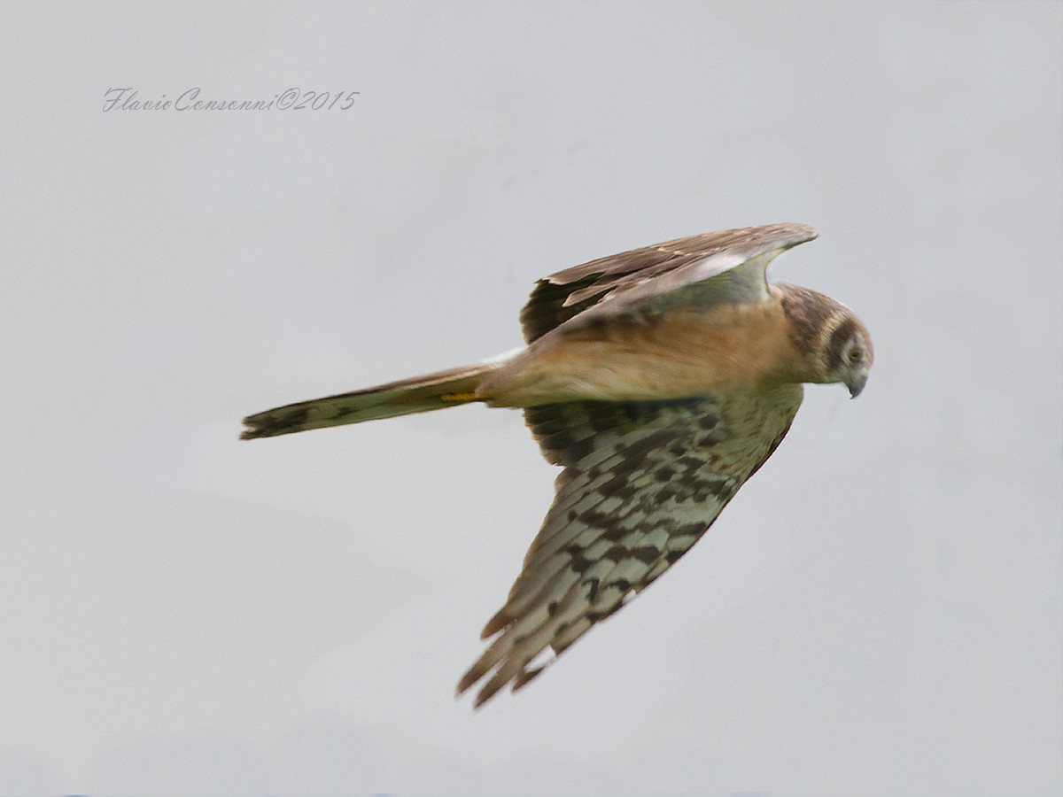 Pallid Harrier...