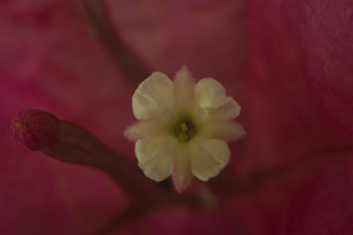 flower bougainvillea...