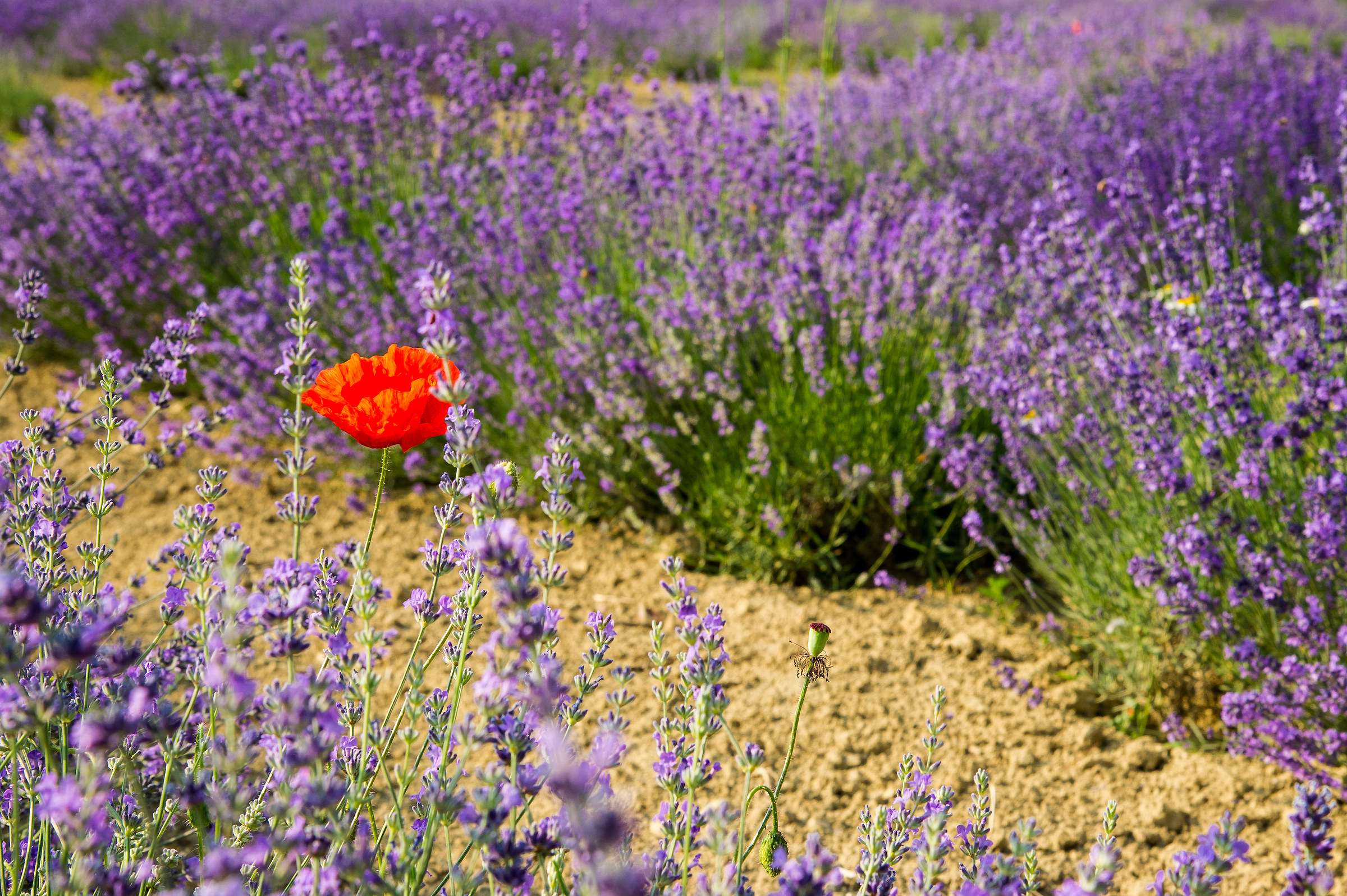 Poppy and lavender...