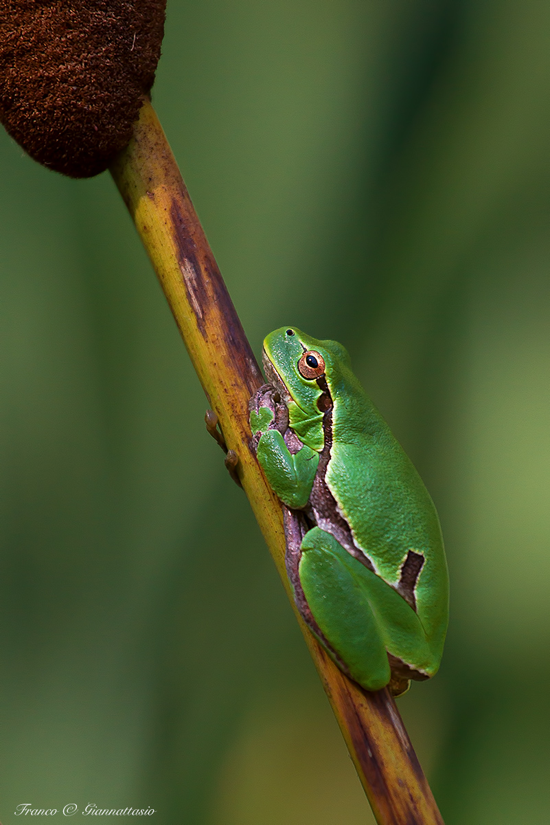 Tree Frog....