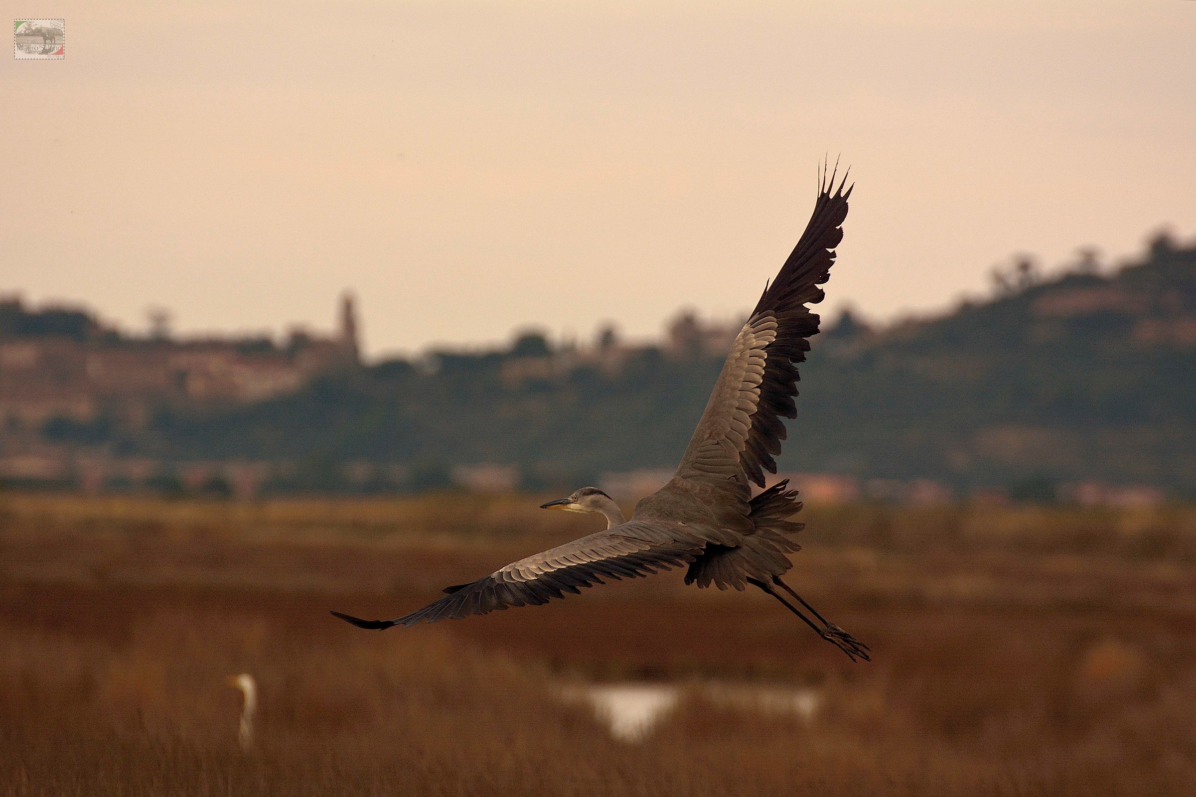 Grey Heron...