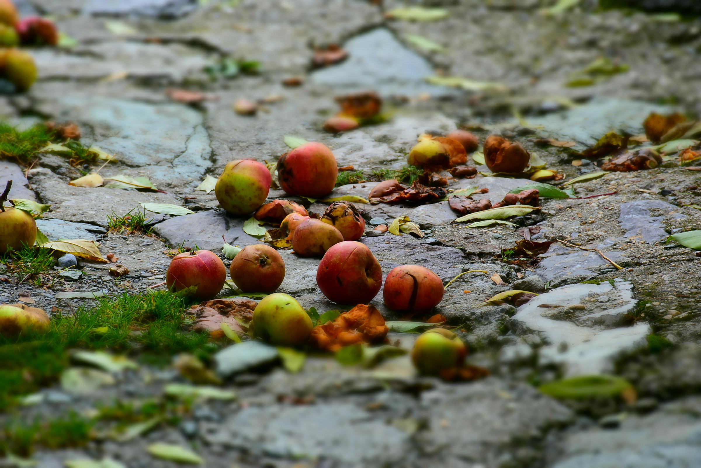 apples on the ground in autumn...