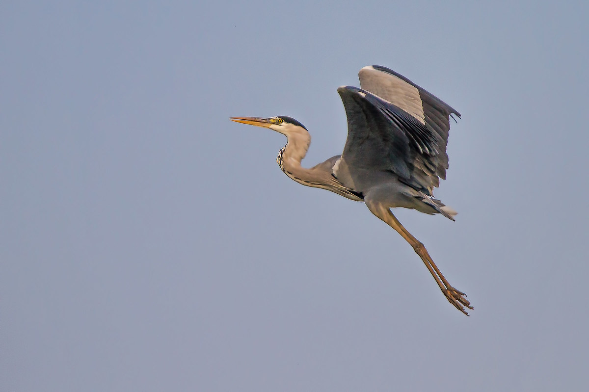 Grey heron taking off....