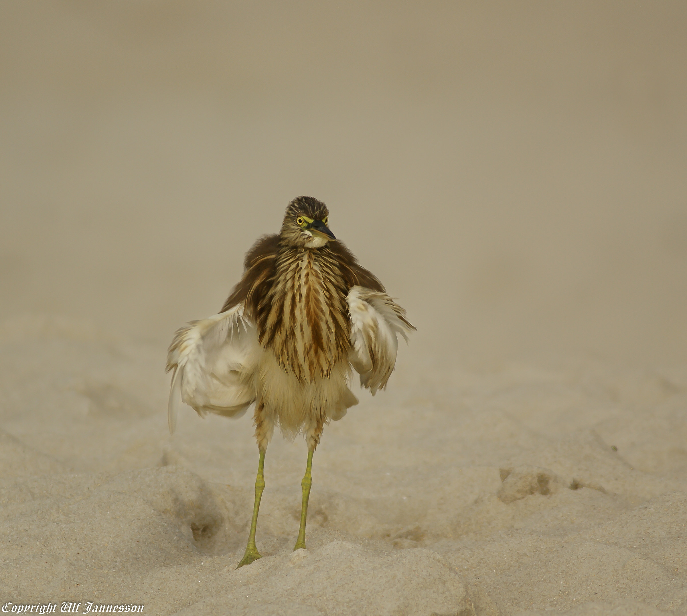 Squacco heron. Fashion Model on the beach...