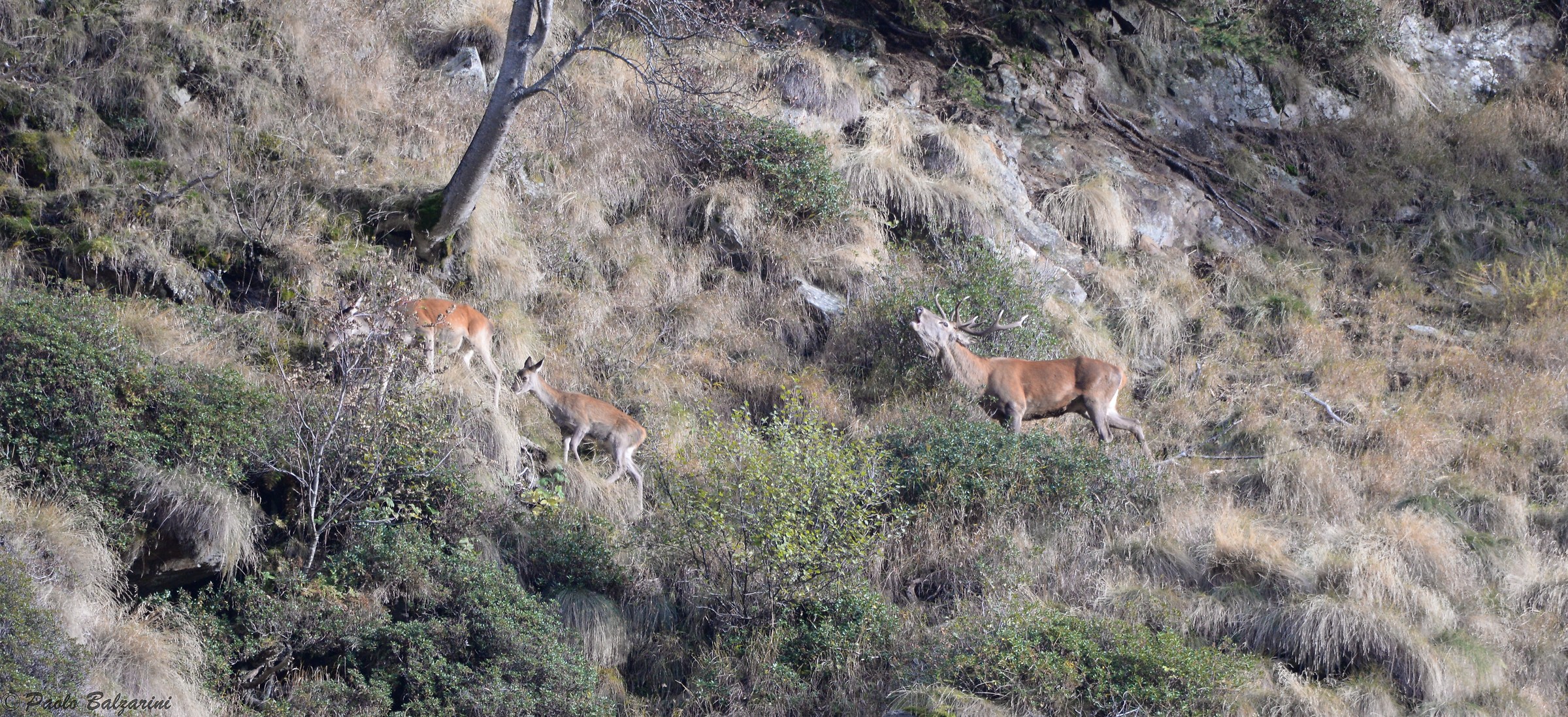 Deer Stelvio National Park...