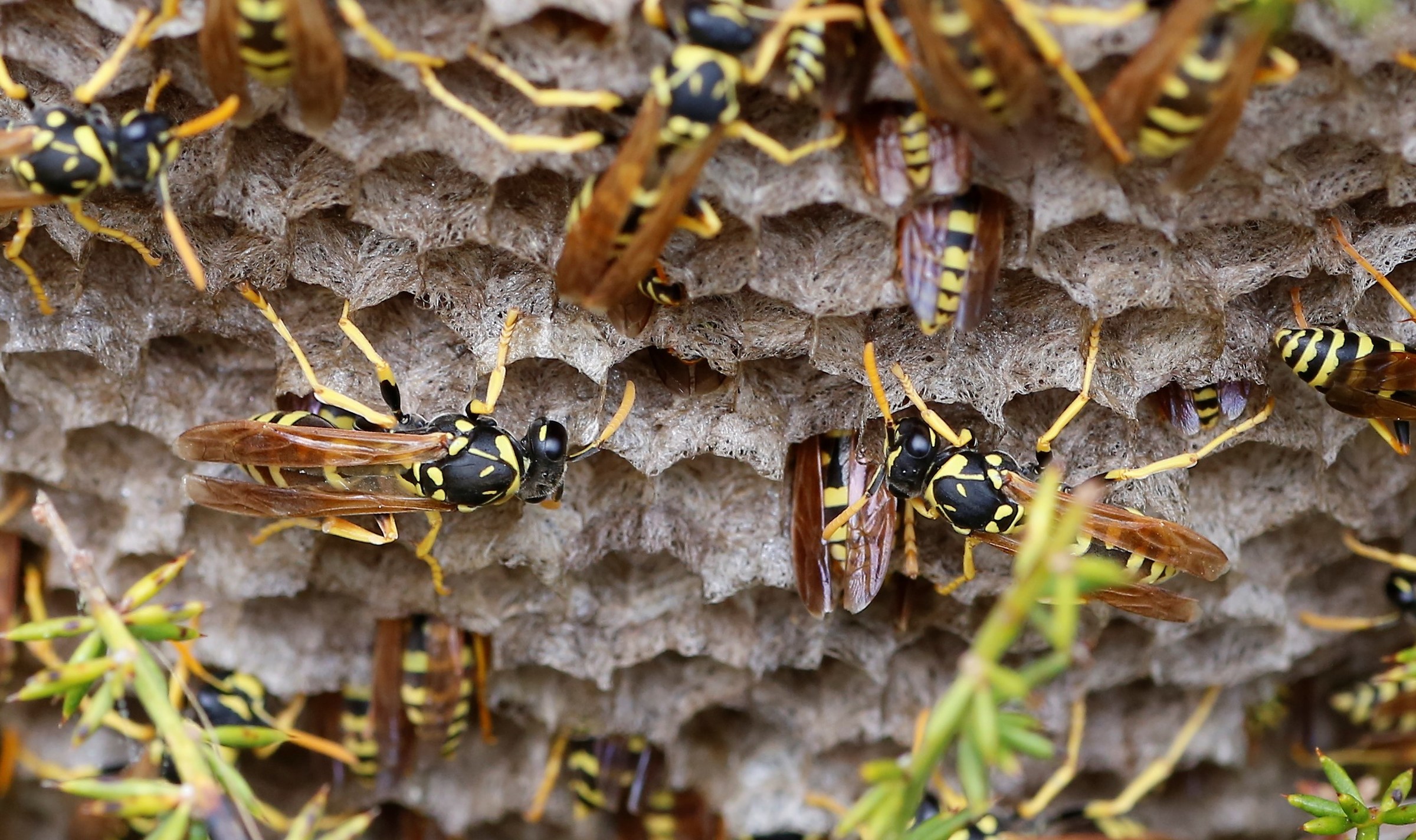 Worker bees...