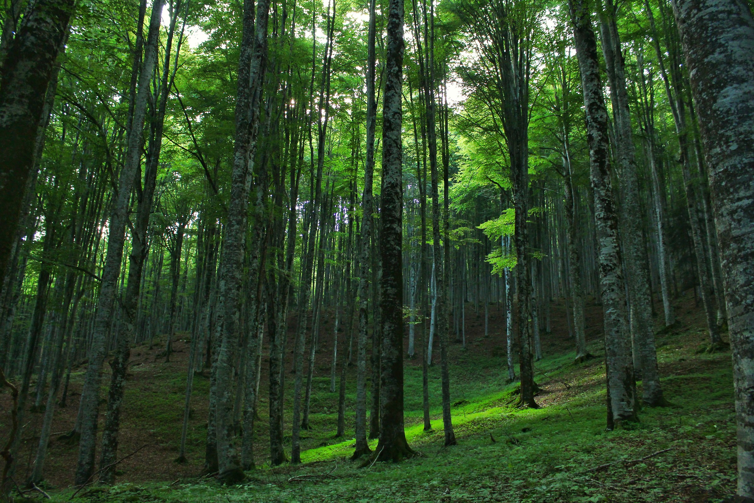 Bosco del Cansiglio...