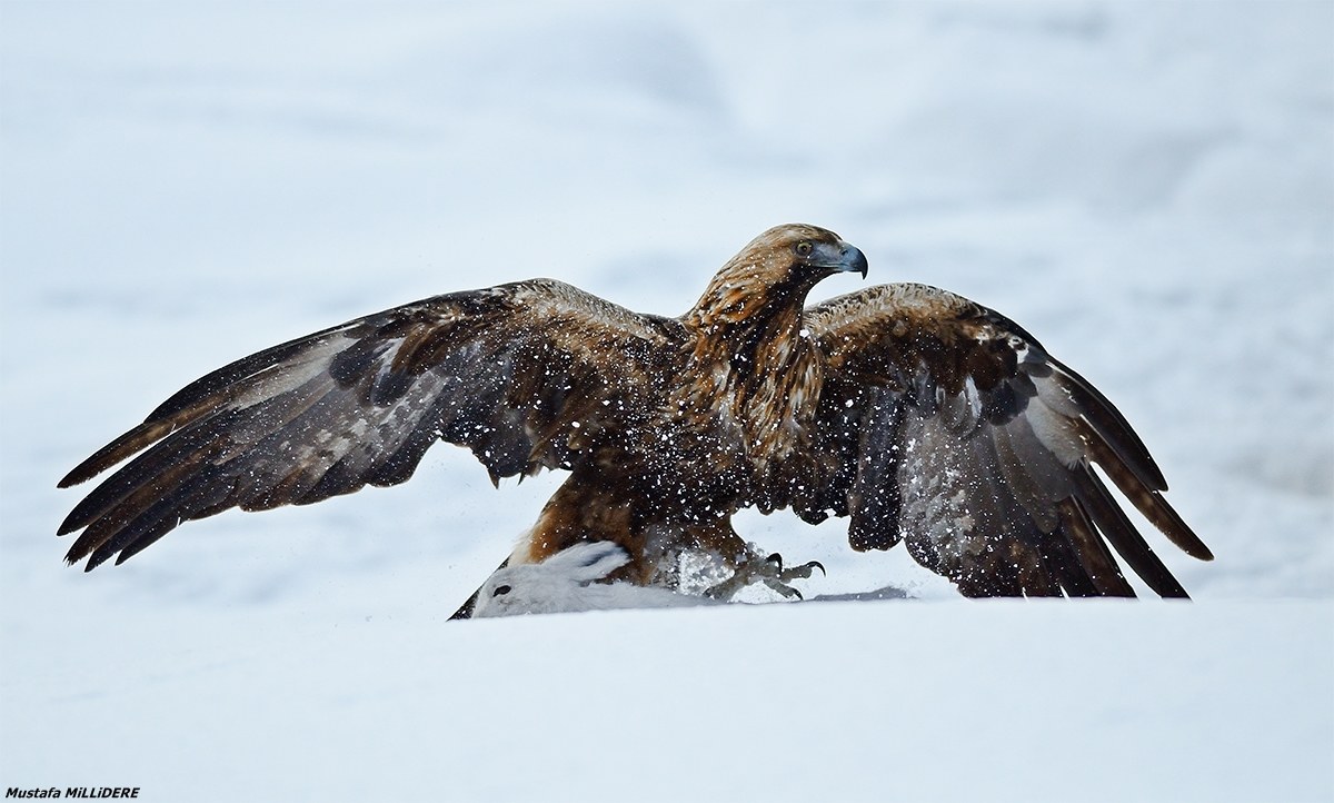 Golden Eagle and Arctic Hare 2 ......