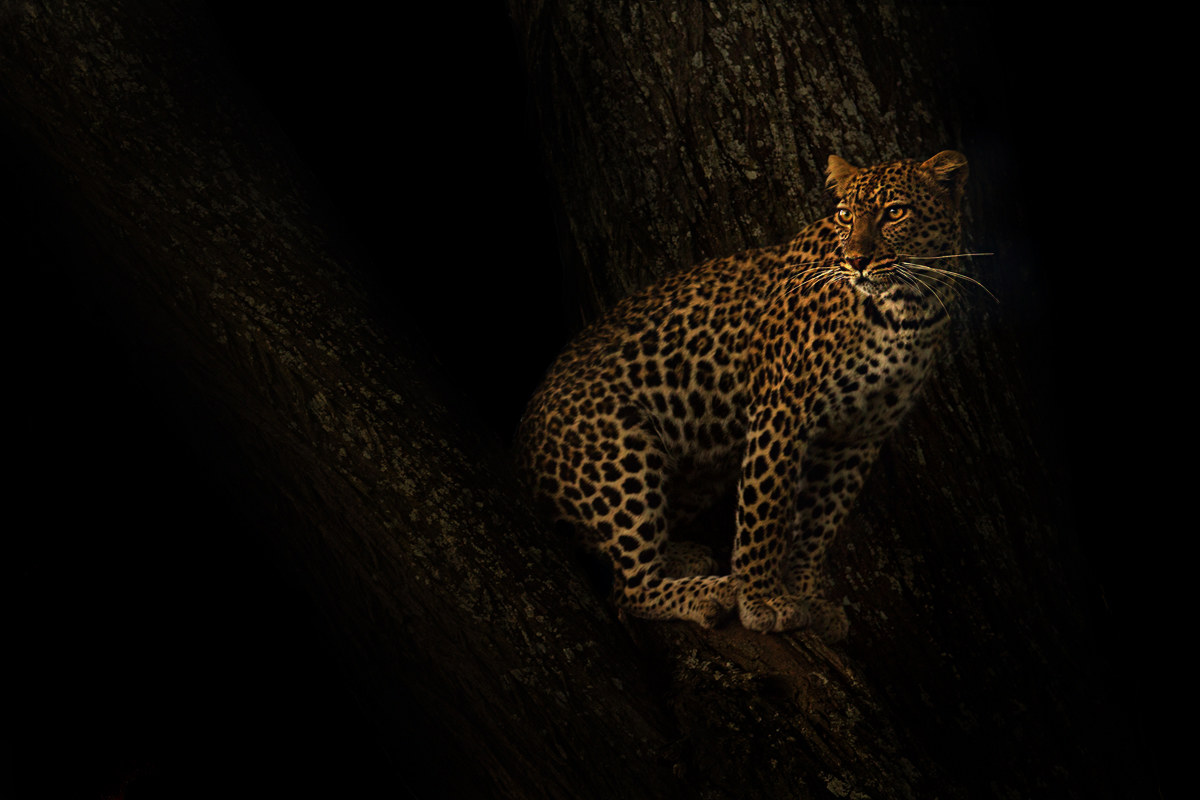 Leopard in dark...