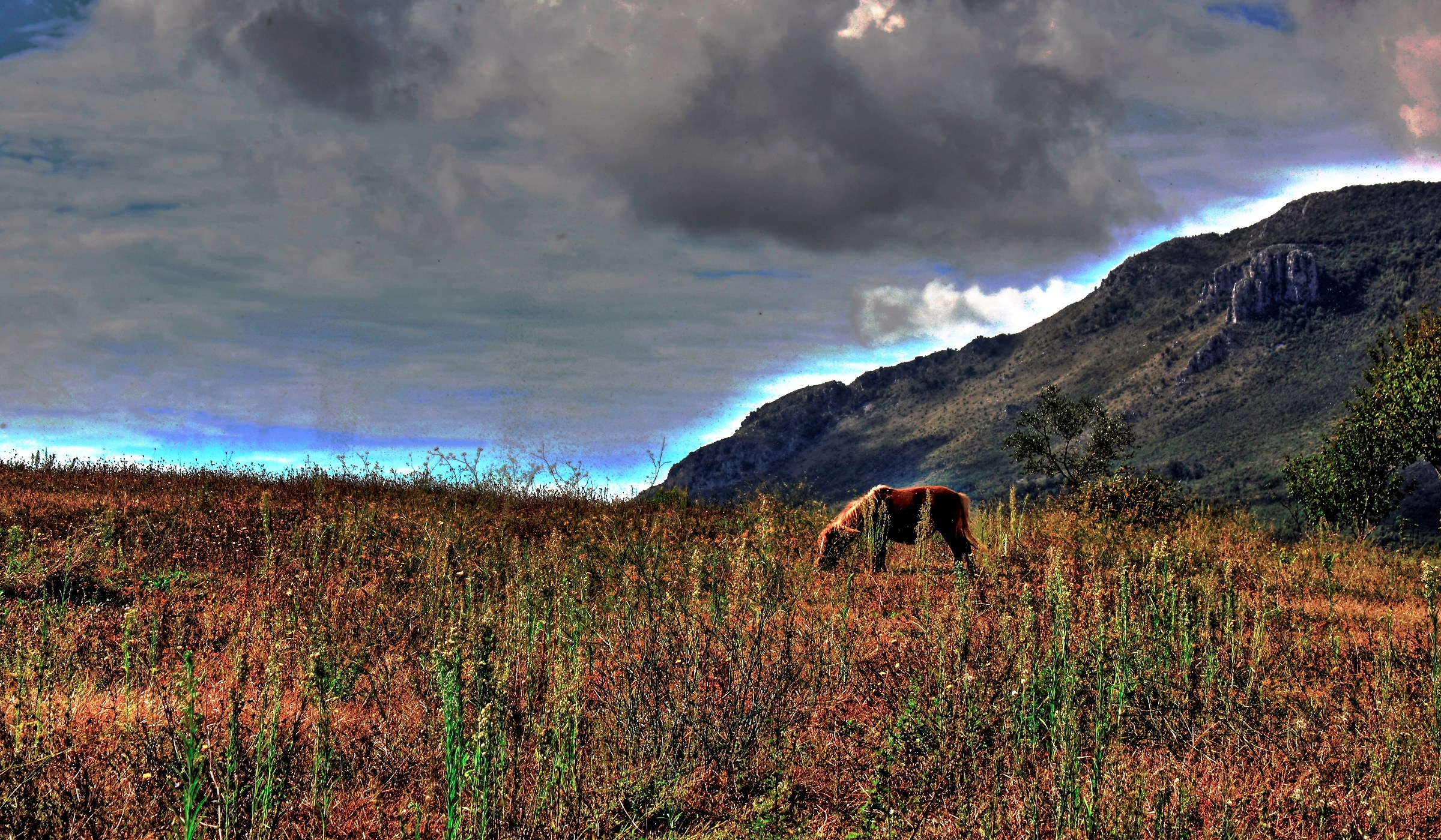 horse hdr...