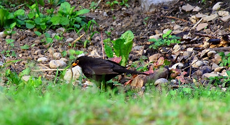 blackbird looking for lunch...