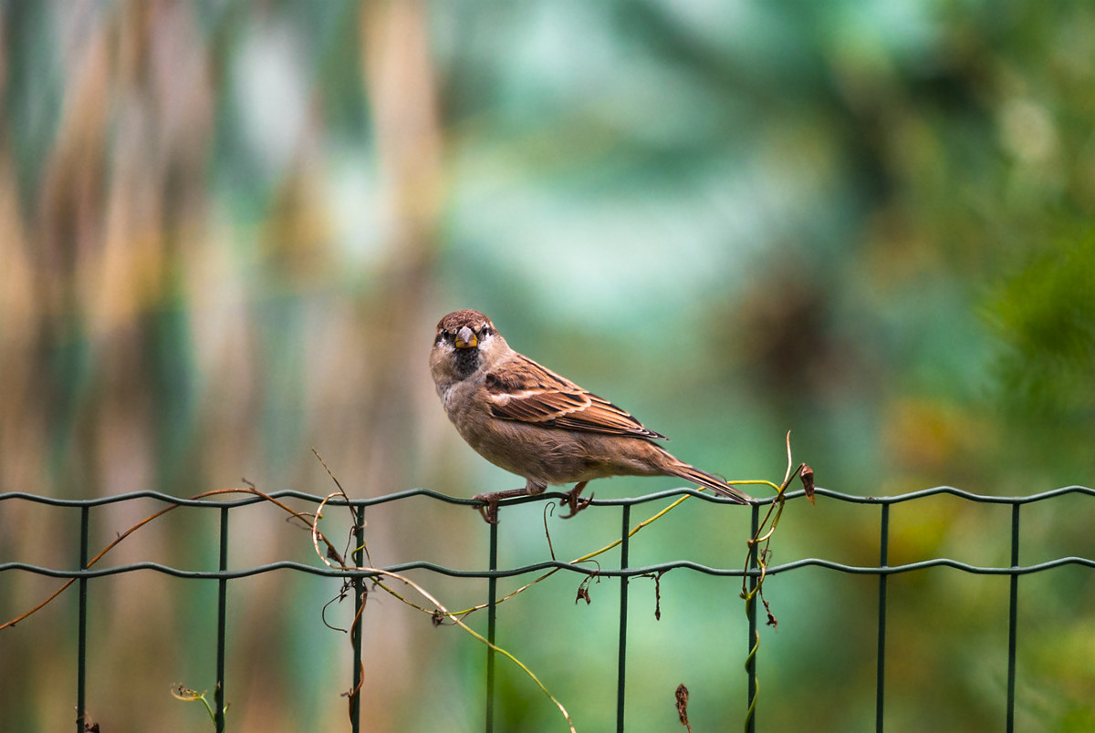 Sparrow of Italy...