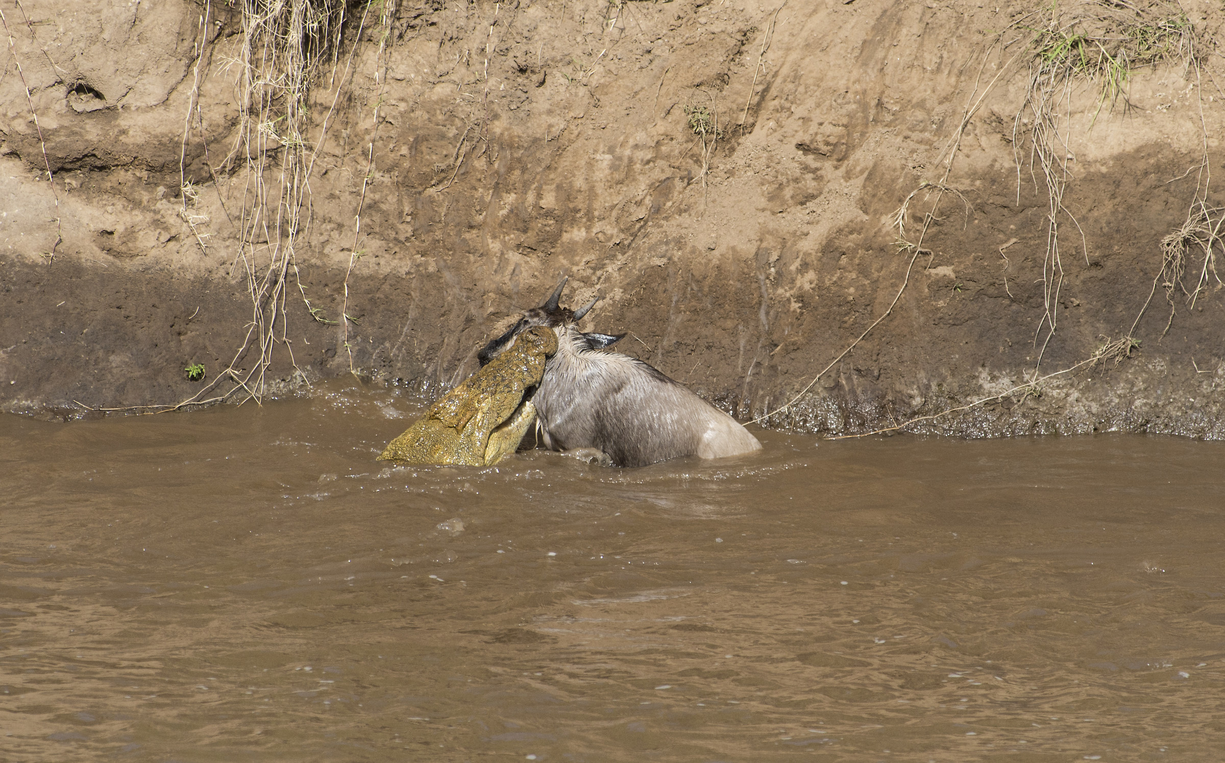 Mara River crocodile with wildebeest...