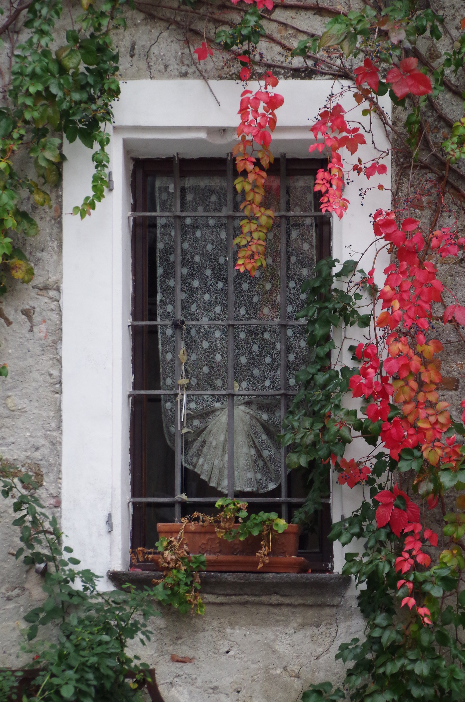 l'autunno alla finestra...