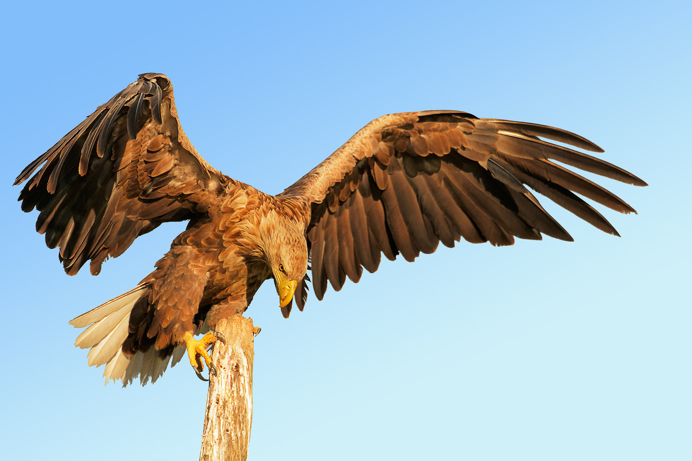 Eagle (Haliaetus Albicilla)...