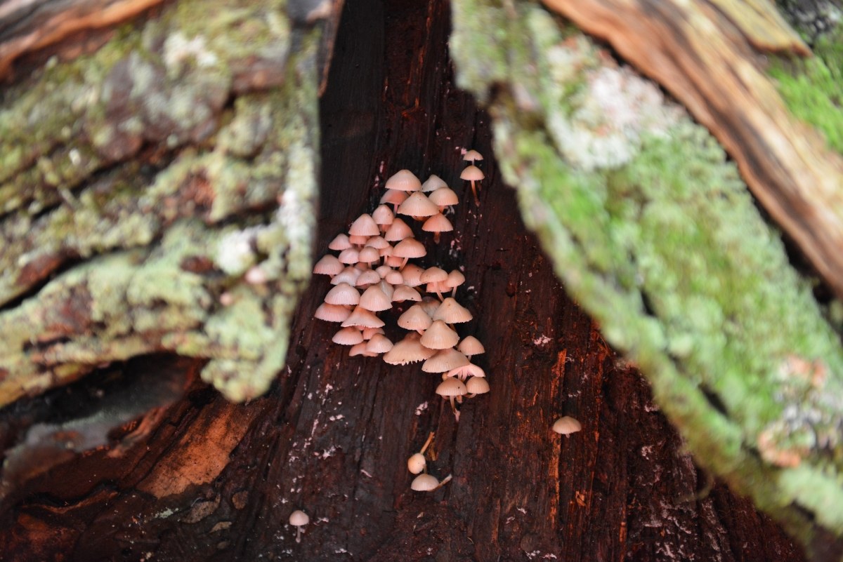 Inside the chestnut mushrooms .......