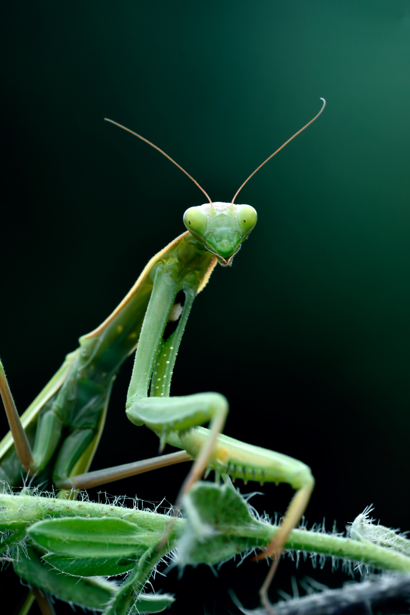 green praying mantis...
