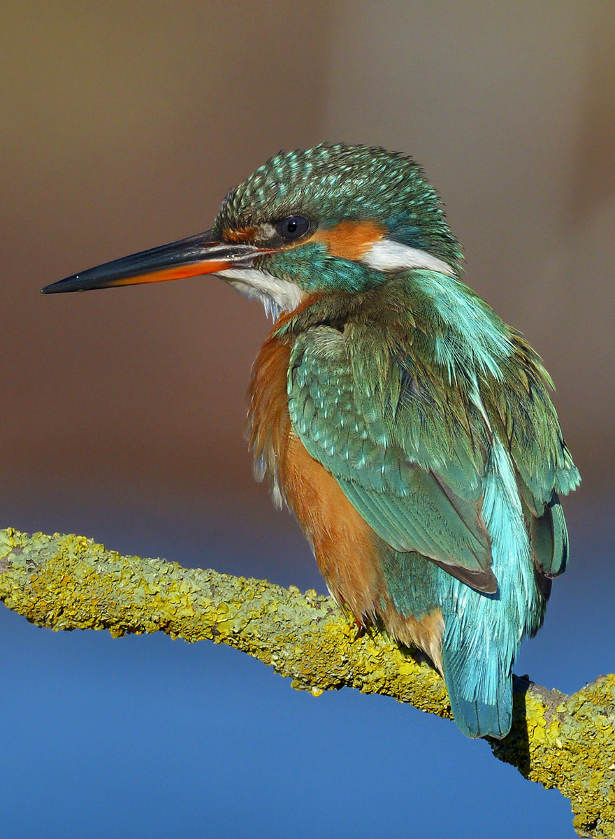 Kingfisher (female)...