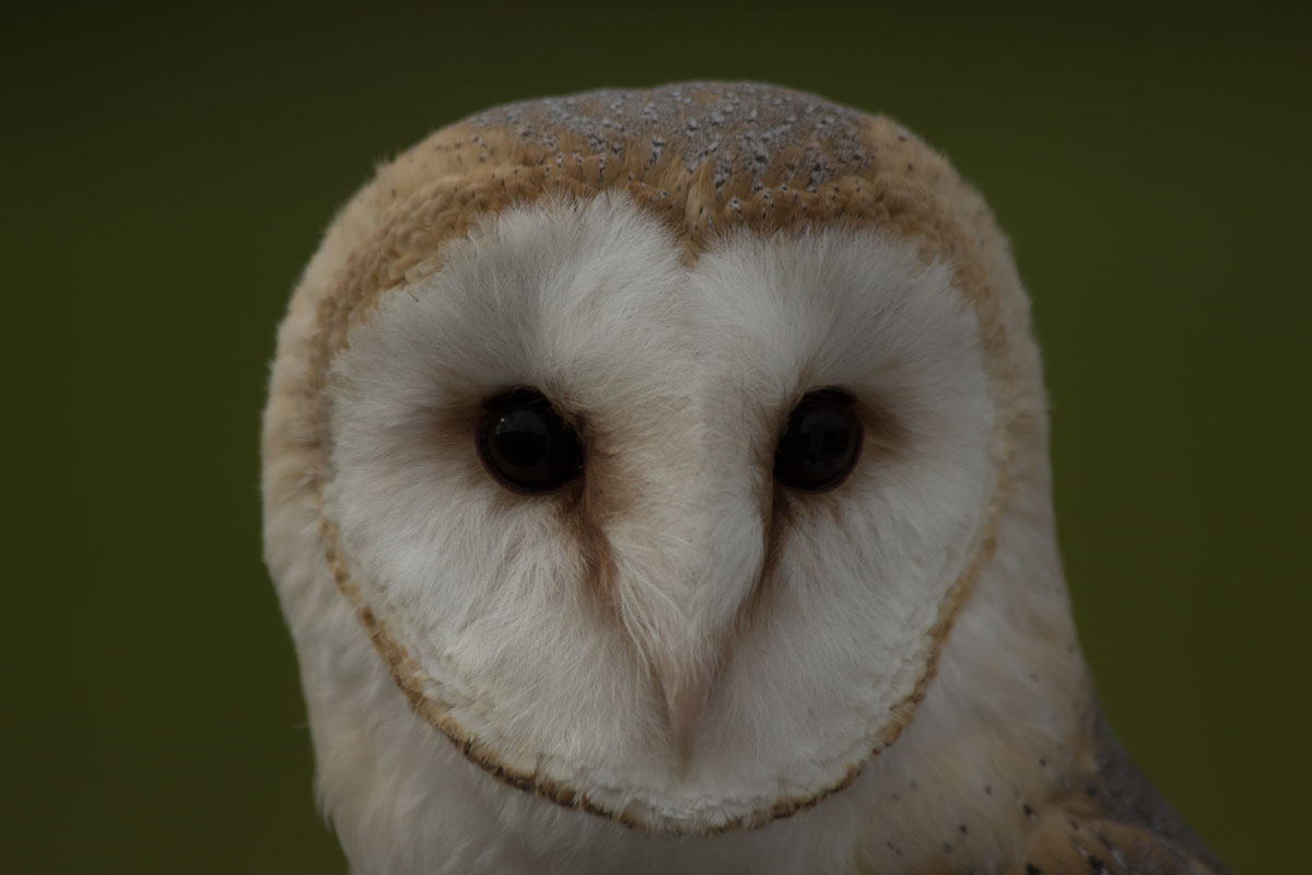 Barn Owl - Tyto alba - taken captive...