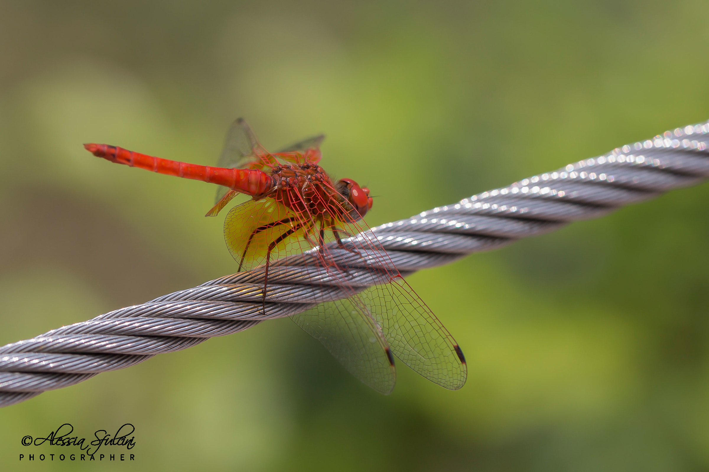 Orange Dragonfly...
