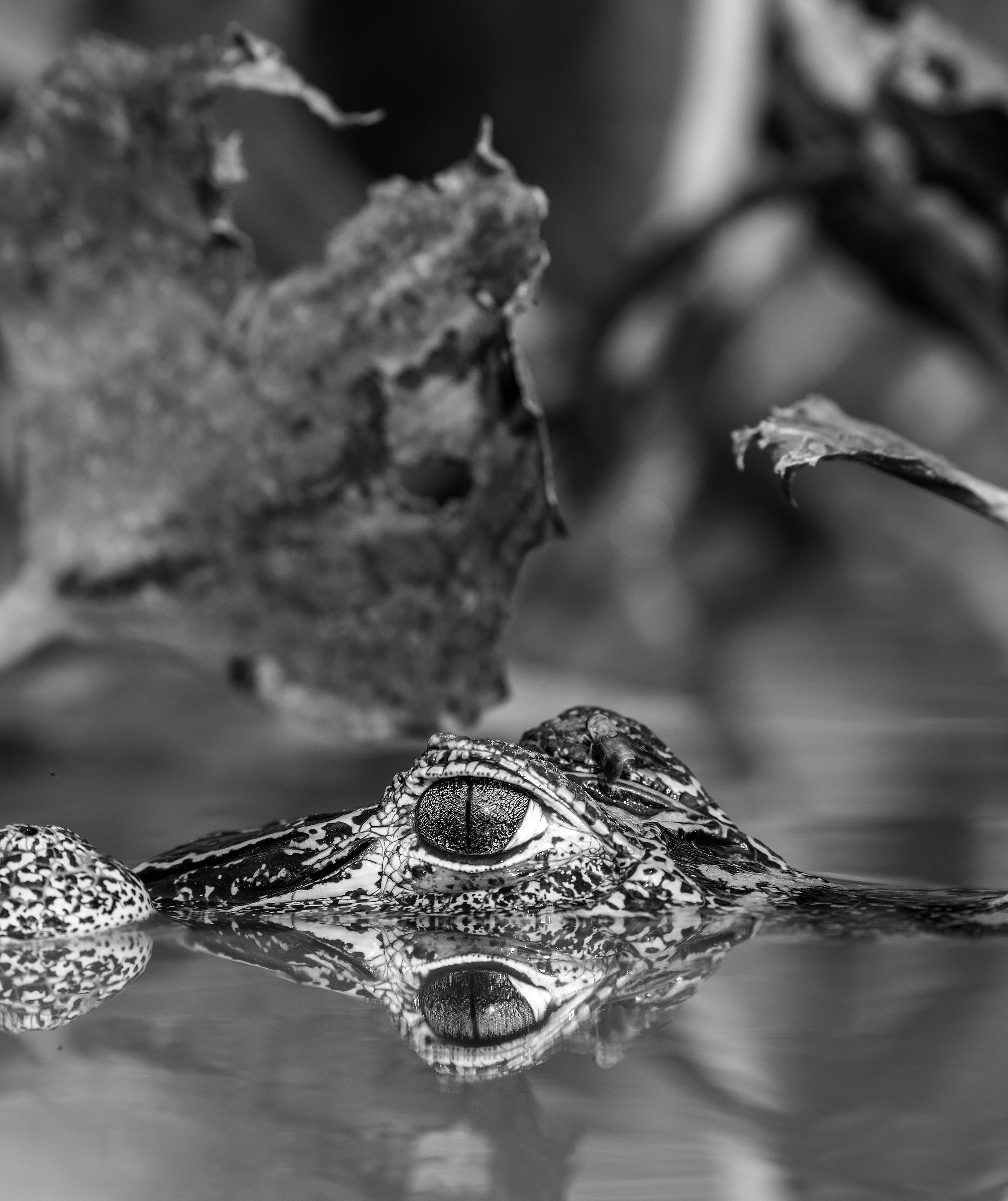 Pantanal 2015 - Caiman B&W...