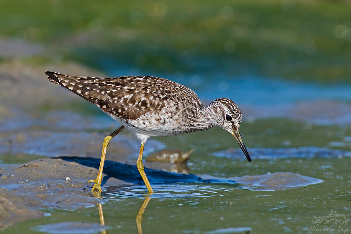 Sandpiper boschereccio...