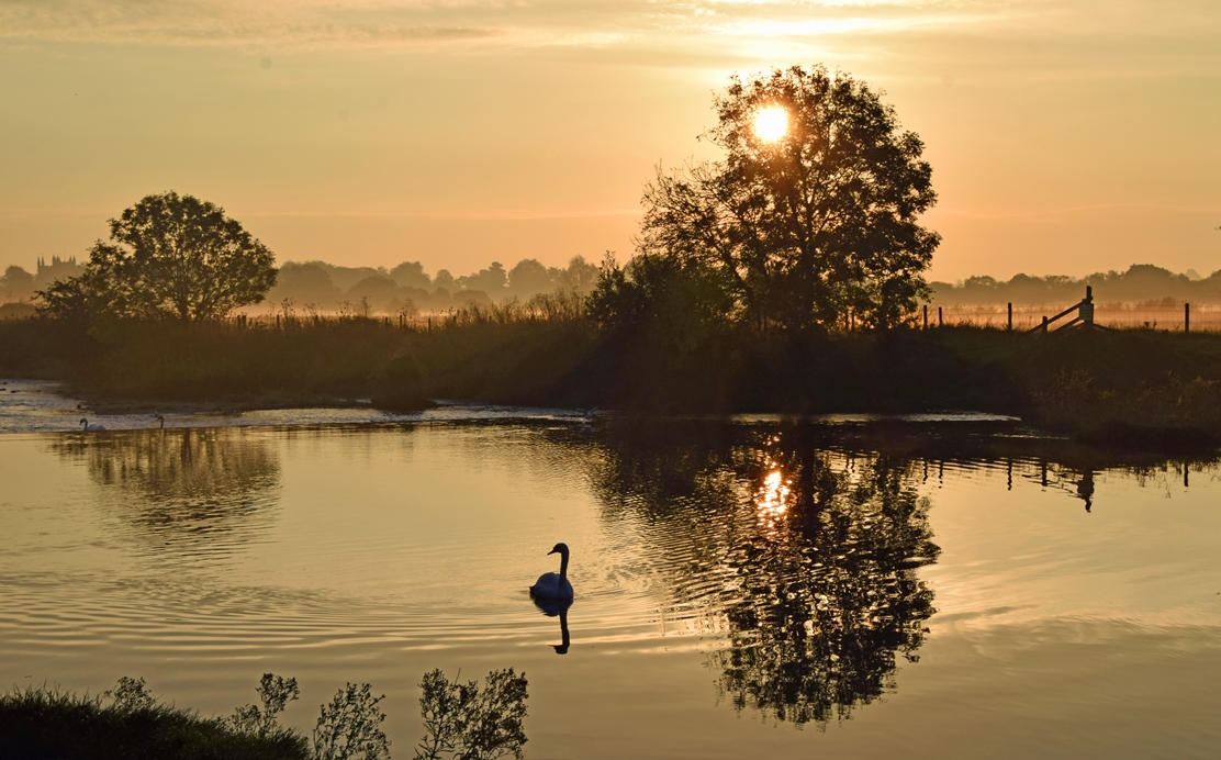 Early Morning Swan...