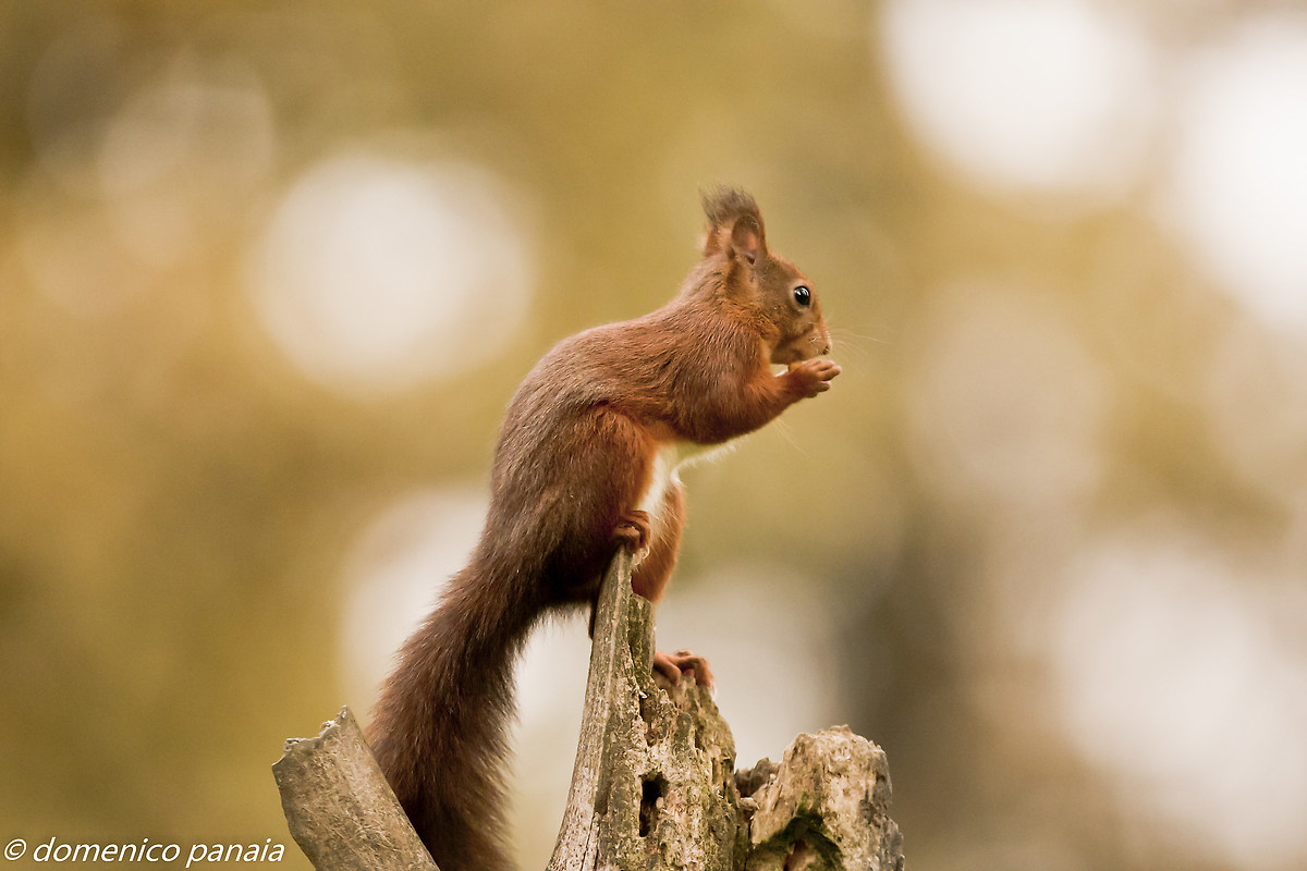red squirrel in prayer...