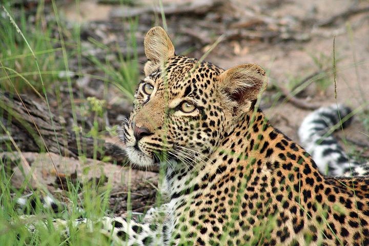 Leopard, Sabi Sands, Sud Africa...