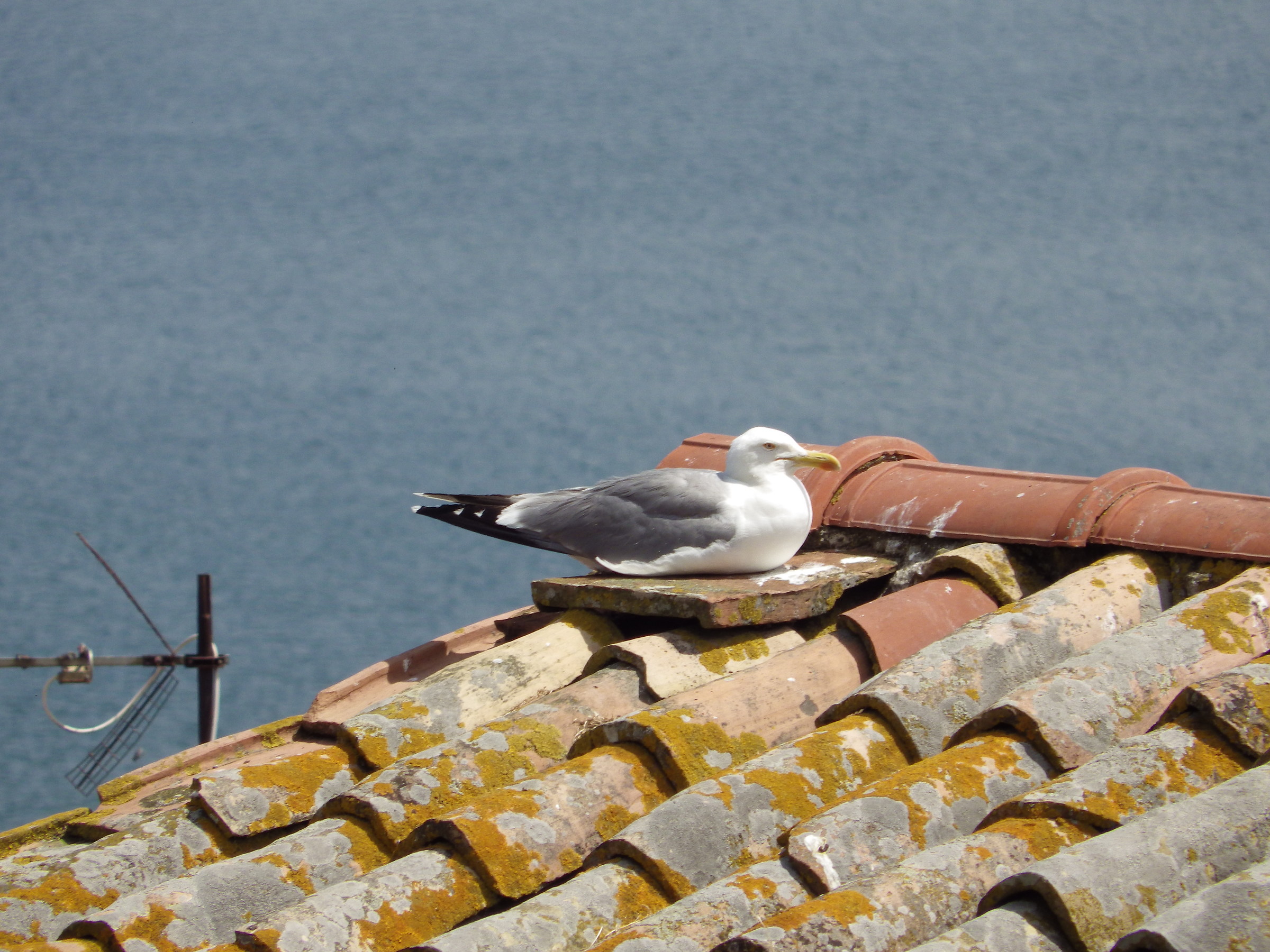 Seagulls Marta 1 (vt)...