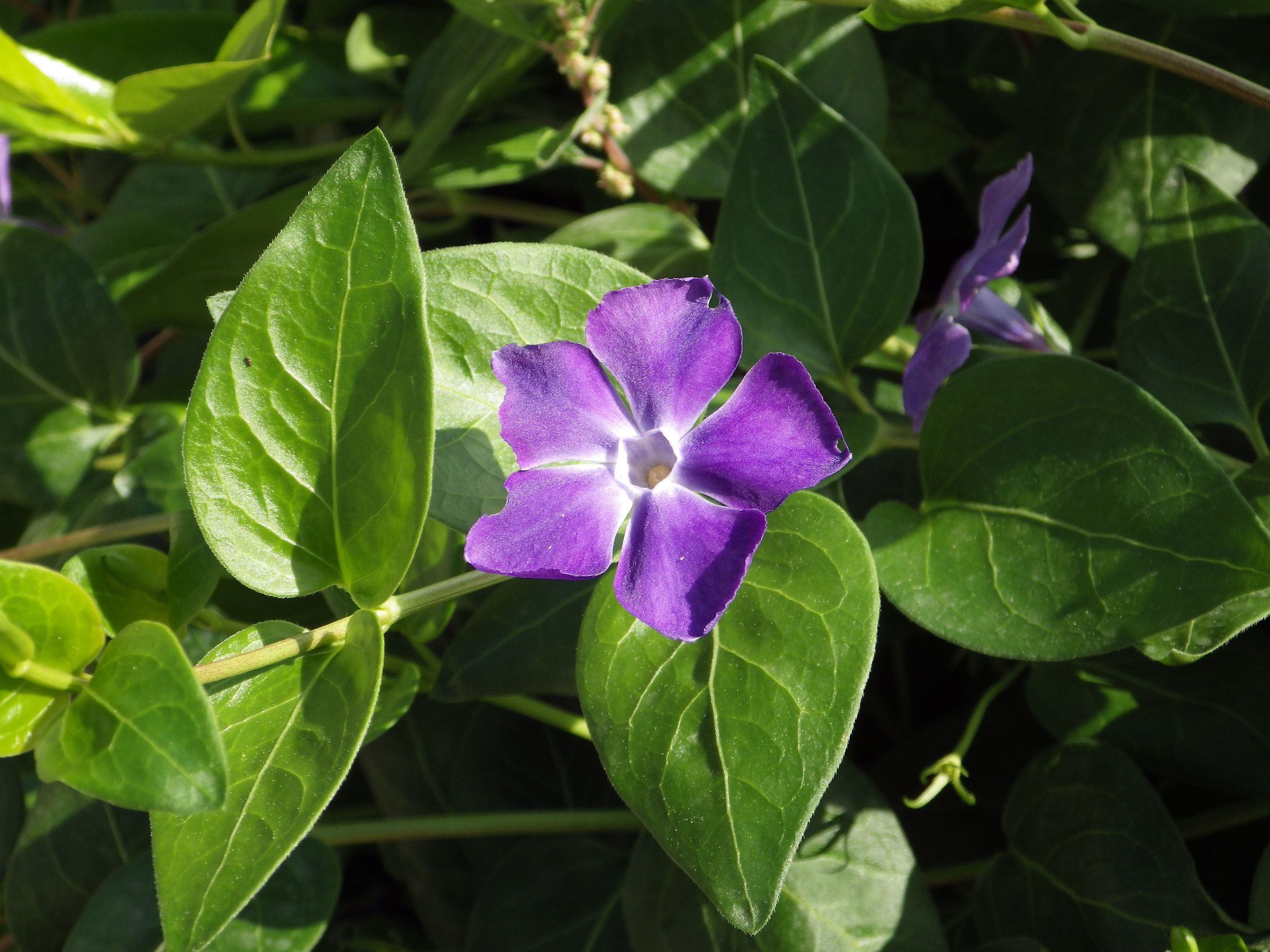 Vinca...