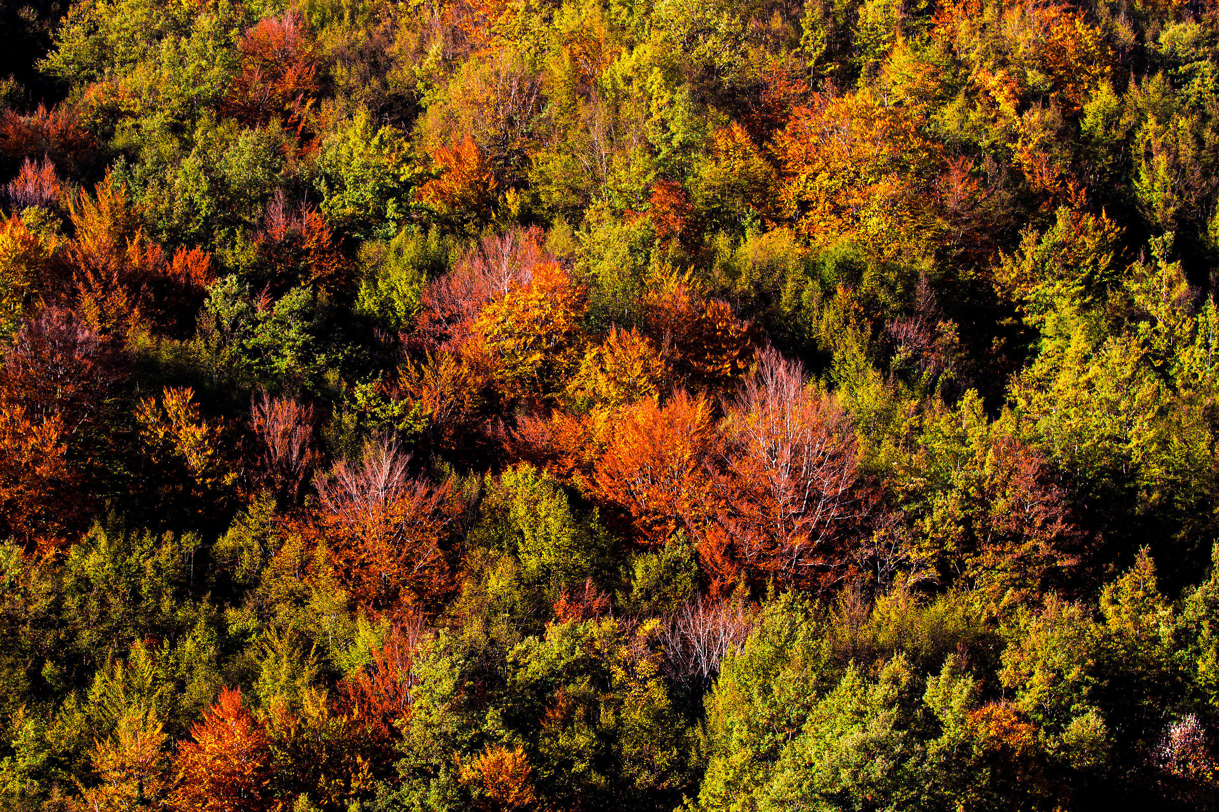 i colori dell'autunno...