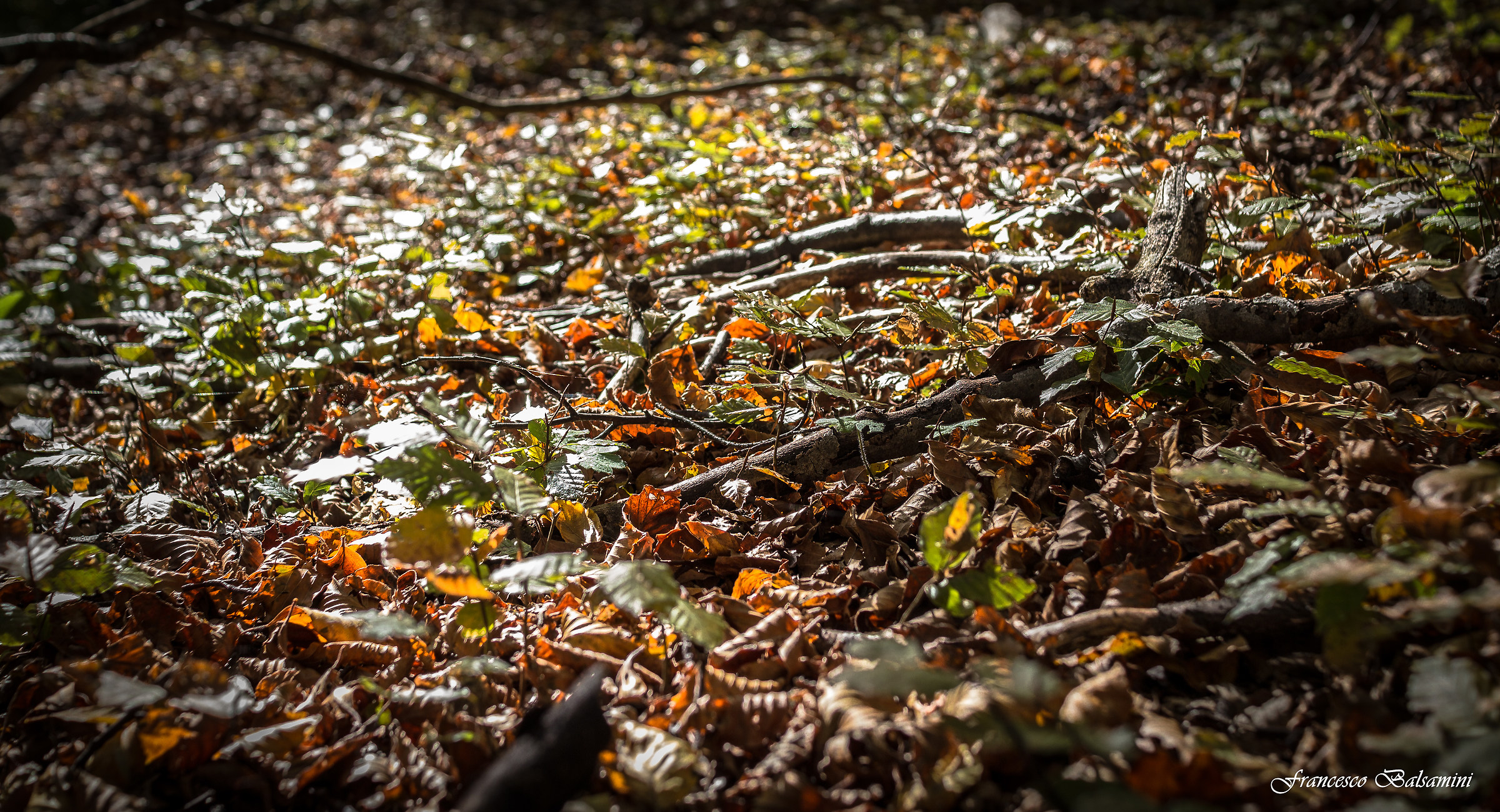 L'autunno...