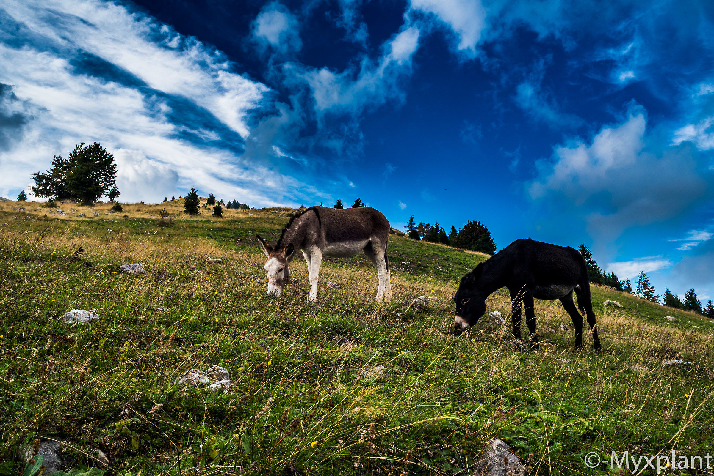 Asinelli sul Monte Grappa...