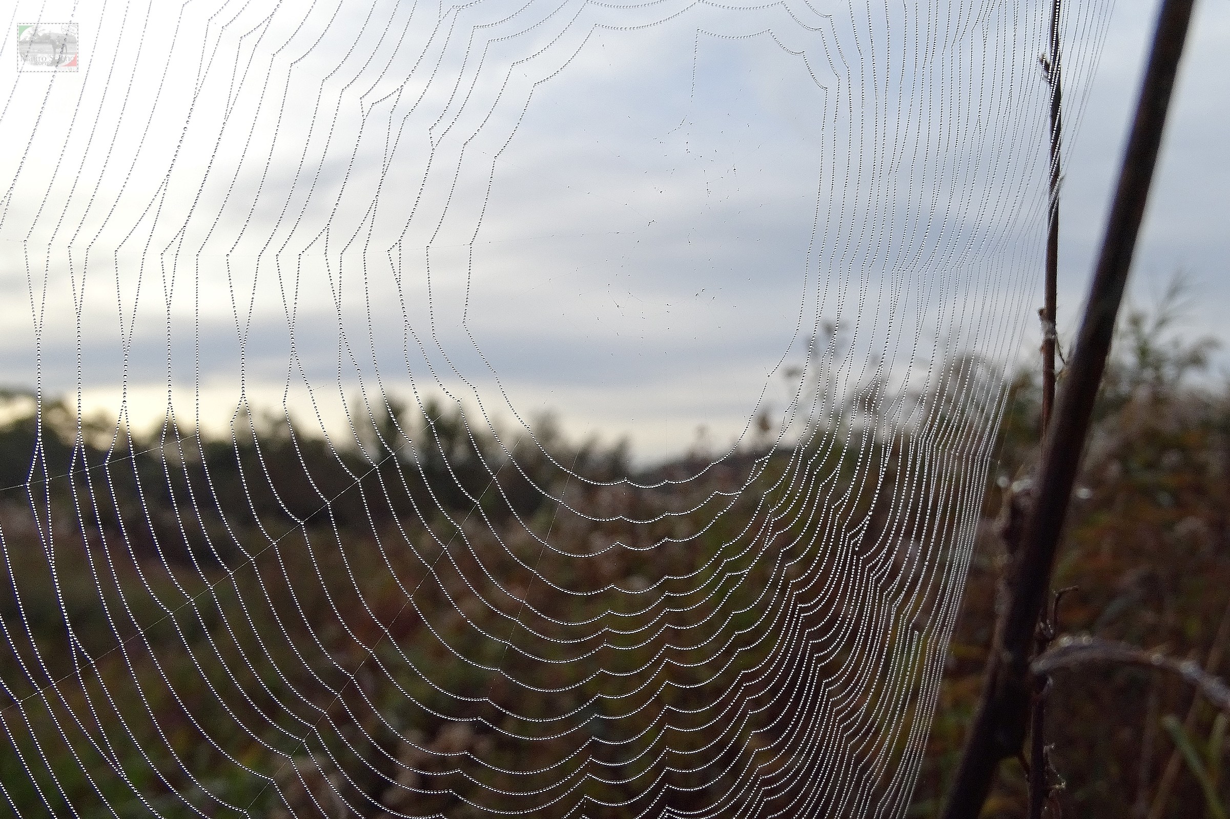 the spider web...