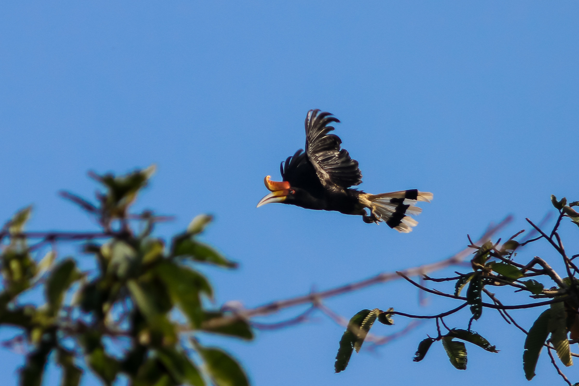 Rhinoceros Hornbill...